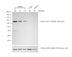 Chicken anti-Rat IgG (H+L) Secondary Antibody, HRP