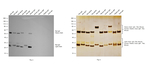 Rat IgG (H+L) Secondary Antibody in Western Blot (WB)