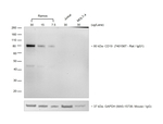 Chicken anti-Rat IgG (H+L) Cross-Adsorbed Secondary Antibody, HRP