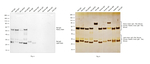 Rat IgG (H+L) Cross-Adsorbed Secondary Antibody in Western Blot (WB)