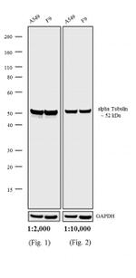 Chicken anti-Rat IgG (H+L) Cross-Adsorbed Secondary Antibody, HRP