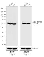 Rat IgG (H+L) Cross-Adsorbed Secondary Antibody in Western Blot (WB)