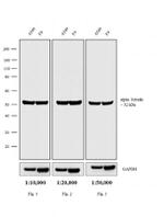 Chicken anti-Rat IgG (H+L) Cross-Adsorbed Secondary Antibody, Biotin