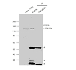 Rat IgG (H+L) Secondary Antibody in Immunoprecipitation (IP)