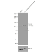 Rat IgG (H+L) Secondary Antibody in Western Blot (WB)