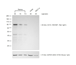 Rat IgG (H+L) Secondary Antibody in Western Blot (WB)