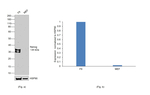 Rat IgG (H+L) Secondary Antibody in Western Blot (WB)