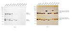 Rat IgG (H+L) Secondary Antibody in Western Blot (WB)