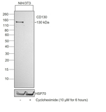 Rat IgG (H+L) Secondary Antibody in Western Blot (WB)