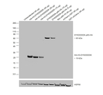 Rat IgG (H+L) Secondary Antibody in Western Blot (WB)