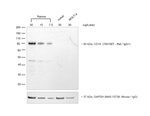 Donkey anti-Rat IgG (H+L) Highly Cross-Adsorbed Secondary Antibody, HRP