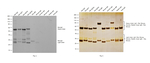 Rat IgG (H+L) Highly Cross-Adsorbed Secondary Antibody in Western Blot (WB)