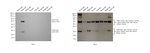 Goat anti-Feline IgG (H+L) Secondary Antibody, HRP