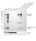 Human IgG (H+L) Secondary Antibody in Western Blot (WB)
