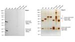 Human IgG (H+L) Secondary Antibody in Western Blot (WB)