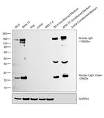 Human IgG (H+L) Cross-Adsorbed Secondary Antibody