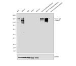 Human IgG Fc Cross-Adsorbed Secondary Antibody in Western Blot (WB)
