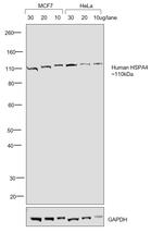 Human IgG Fc Highly Cross-Adsorbed Secondary Antibody in Western Blot (WB)