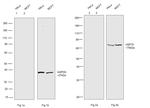 Human IgG Fc Highly Cross-Adsorbed Secondary Antibody in Western Blot (WB)