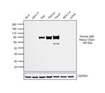 Goat anti-Human IgM (Heavy chain) Secondary Antibody, HRP