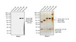 Human IgM (Heavy chain) Secondary Antibody in Western Blot (WB)