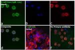 Human IgM (Heavy chain) Secondary Antibody in Immunocytochemistry (ICC/IF)
