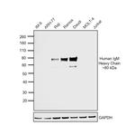 Human IgM (Heavy chain) Secondary Antibody in Western Blot (WB)