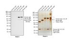 Human IgM (Heavy chain) Secondary Antibody in Western Blot (WB)