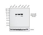 Goat anti-Human IgM (Heavy chain) Cross-Adsorbed Secondary Antibody, HRP