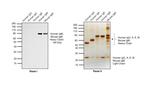 Human IgM (Heavy chain) Cross-Adsorbed Secondary Antibody in Western Blot (WB)