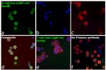 Human IgM (Heavy chain) Cross-Adsorbed Secondary Antibody in Immunocytochemistry (ICC/IF)