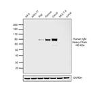 Human IgM (Heavy chain) Cross-Adsorbed Secondary Antibody in Western Blot (WB)