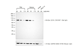 Goat anti-Rat IgG (H+L) Secondary Antibody, HRP