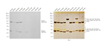 Rat IgG (H+L) Secondary Antibody in Western Blot (WB)