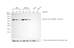 Goat anti-Rat IgG (H+L) Cross-Adsorbed Secondary Antibody, HRP