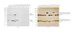 Rat IgG (H+L) Cross-Adsorbed Secondary Antibody in Western Blot (WB)