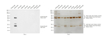 Rabbit anti-Guinea Pig IgG (H+L) Secondary Antibody, HRP