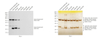 Rabbit anti-Syrian Hamster IgG (H+L) Secondary Antibody, HRP