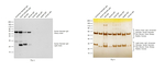 Rabbit anti-Syrian Hamster IgG (H+L) Cross-Adsorbed Secondary Antibody, HRP