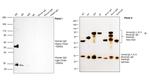 Human IgG (H+L) Secondary Antibody in Western Blot (WB)