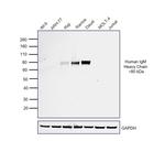 Rabbit anti-Human IgM (Heavy chain) Secondary Antibody, HRP