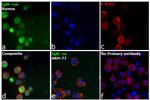 Rabbit anti-Human IgM (Heavy chain) Secondary Antibody