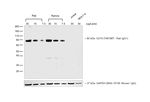 Rabbit anti-Rat IgG (H+L) Secondary Antibody, HRP