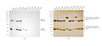 Rat IgG (H+L) Secondary Antibody in Western Blot (WB)