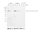 Rabbit anti-Rat IgG (H+L) Cross-Adsorbed Secondary Antibody, HRP