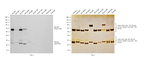 Rat IgG (H+L) Cross-Adsorbed Secondary Antibody in Western Blot (WB)