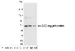 ECS (DYKDDDDK) Tag Antibody in Western Blot (WB)