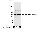 Myc Tag Polyclonal Antibody
