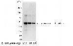 Myc Tag Polyclonal Antibody