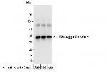 HA Tag Antibody in Western Blot (WB)